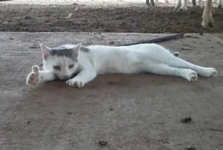 猫咪竖起了大拇指，老哥稳