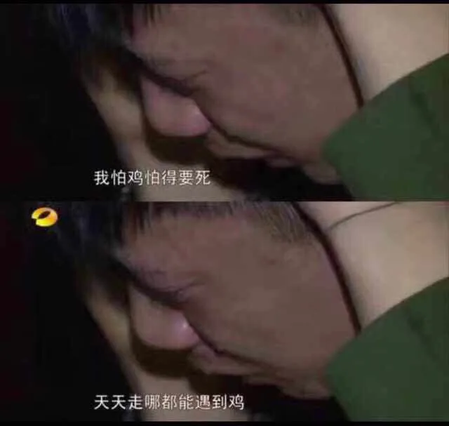 我怕鸡怕得要死天天走哪都能遇到鸡