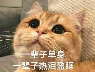 一辈子单身，一辈子热泪盈眶_搞笑_群聊表情包