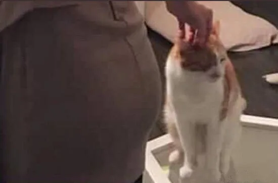 你根本就不爱我，你和我在一起只是为了撸我的猫！！