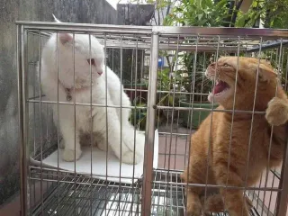 跟男朋友吵完架的我 _猫咪