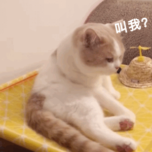 叫我？（猫咪动图表情包）