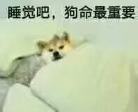 睡觉吧，狗命最重要