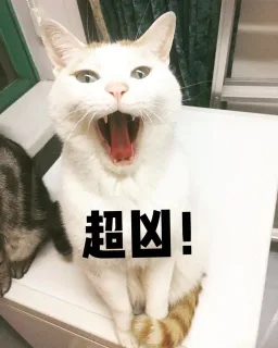 YYQHSL 家里一只戏精猫咪_猫咪_萌萌哒表情包