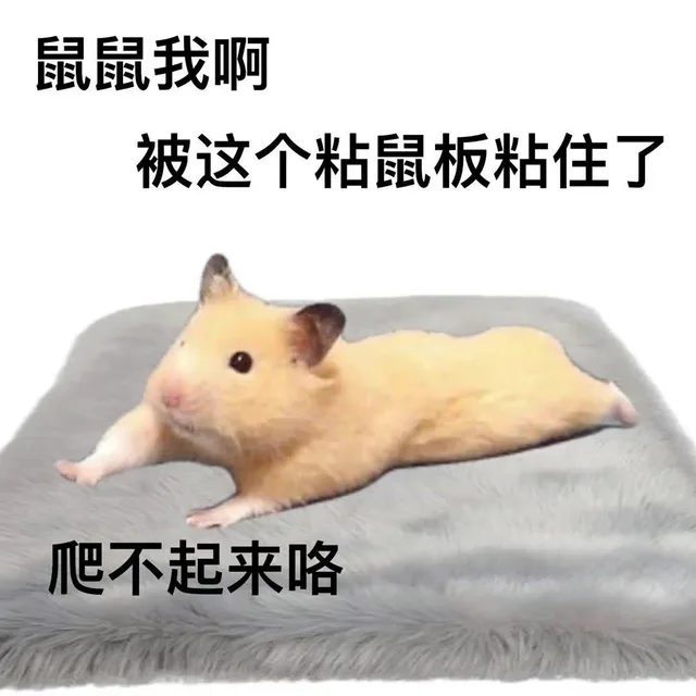鼠鼠我啊被这个粘鼠板粘住了被这个粘鼠板粘住了爬不起来咯