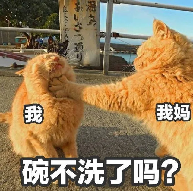 放假在家之我的日常_锁喉_猫咪