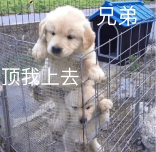 兄弟 顶我上去