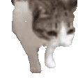 奇怪动物小表情包 猫猫表情包