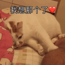一组猫咪动态表情包