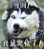 doge表情包_动图表情包
