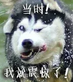 doge表情包_动图表情包
