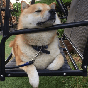 柴犬在摇椅上的悠闲狗生动图