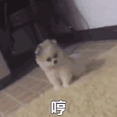 哼(狗狗拍地生气动图表情包)（哼(狗狗拍地生气动图表情包)）