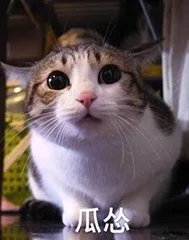 瓜怂