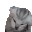 猫猫捂头GIF 动图表情包（猫猫捂头GIF 动图表情包）