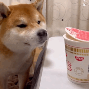 k(狗狗闻泡面表情包)（k(狗狗闻泡面表情包)）