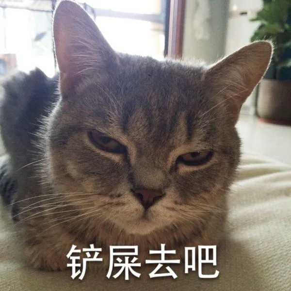 铲屎去吧