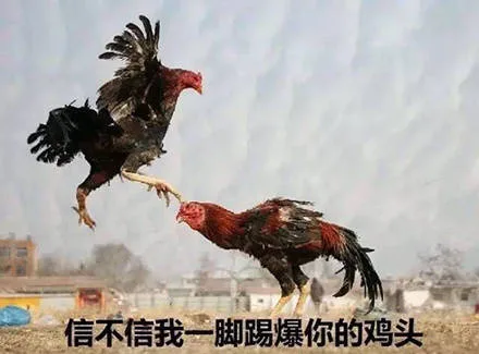 信不信我一脚踢爆你的鸡头（信不信我一脚踢爆你的鸡头）
