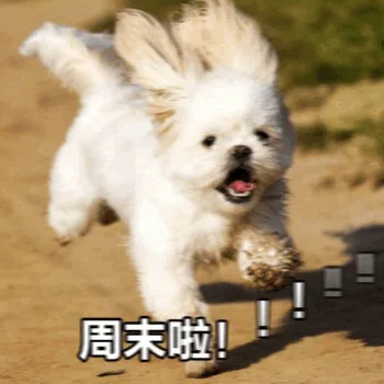 周末啦(奔跑的狗子)