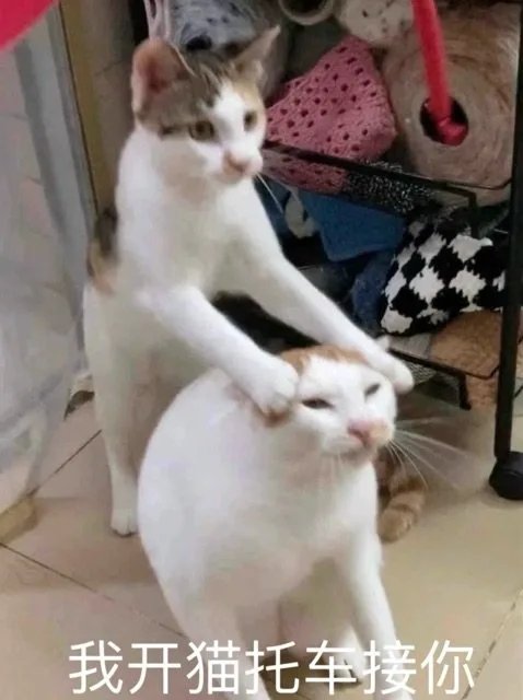 我开猫托车接你（我开猫托车接你）