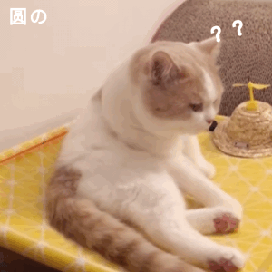 可爱的猫咪动图
