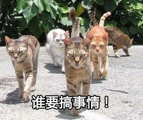 谁要搞事情！（谁要搞事情！）