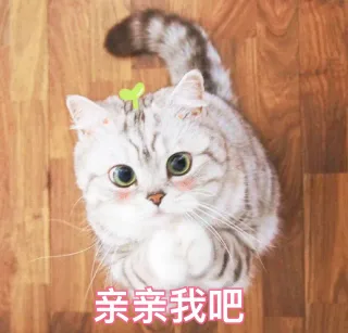 亲亲我吧（猫咪渴望的眼神）