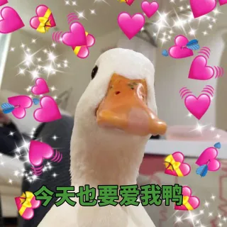 今天也要爱我鸭