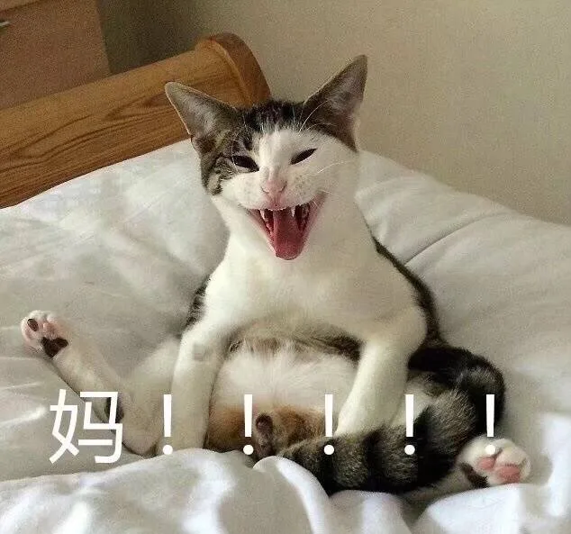 妈！！！（喵星人）（妈！！！（喵星人））