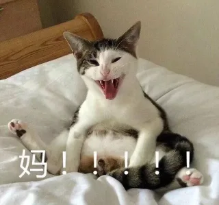 妈！！！（喵星人）