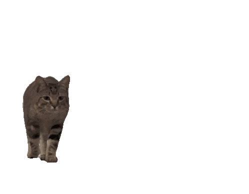 奇怪动物小表情包 猫猫表情包