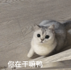 一组萌萌哒小猫咪动态表情包 _喵星人_动图表情包