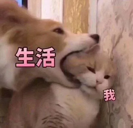 生活和我表情包系列表情包