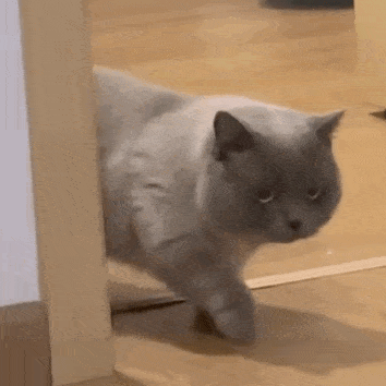 猫猫路过 GIF 动图表情包（猫猫路过 GIF 动图表情包）