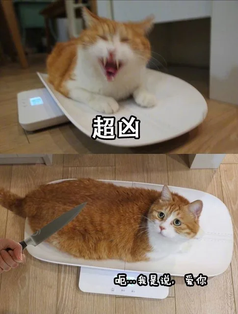 一些流传很广的喵表情，可以说非常戏精了_猫_喵星人_戏精表情包