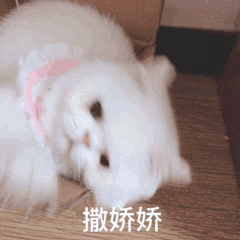 撒娇娇（撒娇娇）