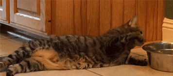 猫咪喝水动图