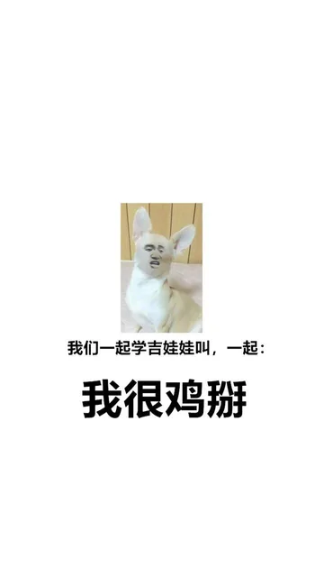我们一起学吉娃娃叫,一起:我很鸡掰（我们一起学吉娃娃叫,一起:我很鸡掰）
