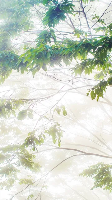清新的绿色壁纸