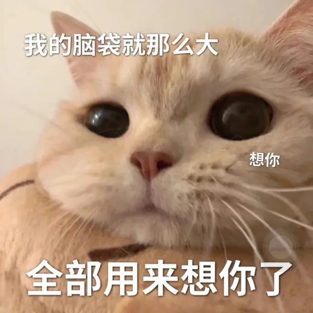我的脑袋就那么大想你全部用来想你了（我的脑袋就那么大想你全部用来想你了）