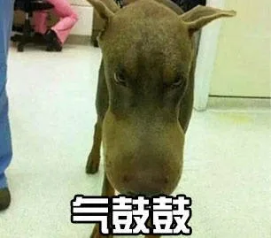 气鼓鼓（气鼓鼓）
