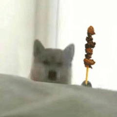 doge狗狗拿烧烤动图表情包