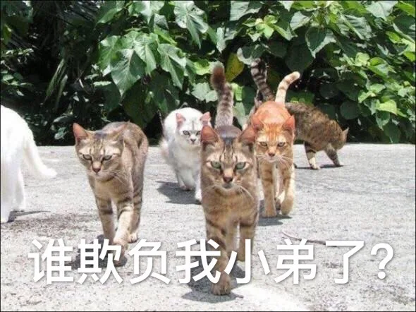 谁欺负我小弟了？