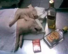 猪猪睡觉