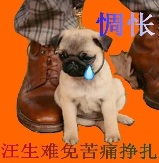 惆怅汪生难免苦痛挣扎