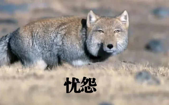 忧怨（忧怨）