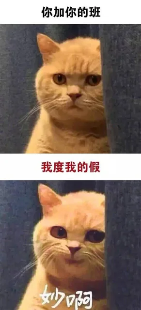 真是妙啊 _猫_妙啊_怼人表情表情包