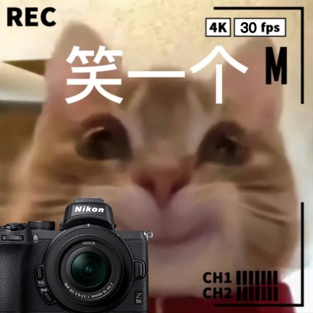 笑一个 猫猫拍照表情包（笑一个 猫猫拍照表情包）