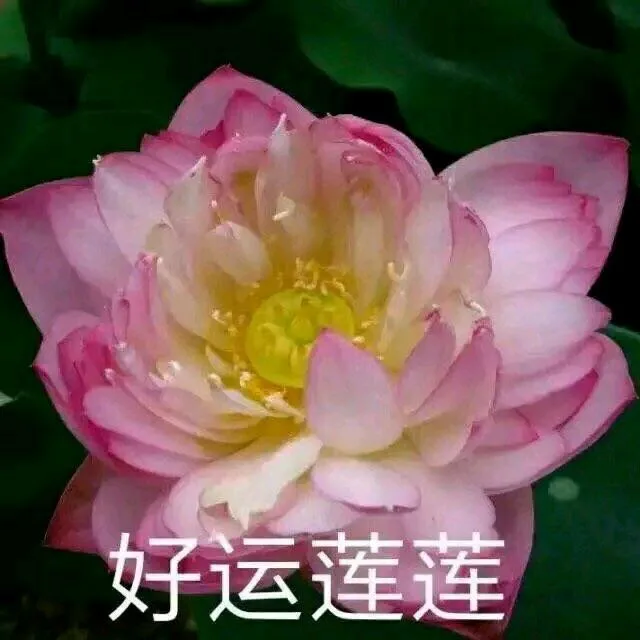 荷花，好运莲莲