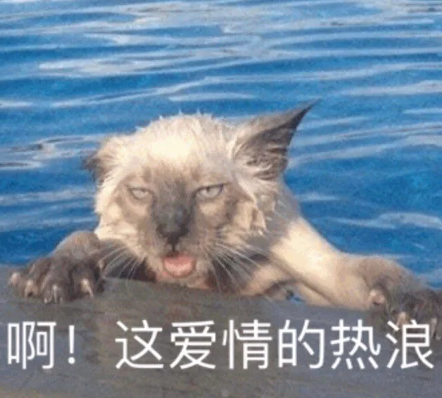 啊！这爱情的热浪（猫咪表情包）